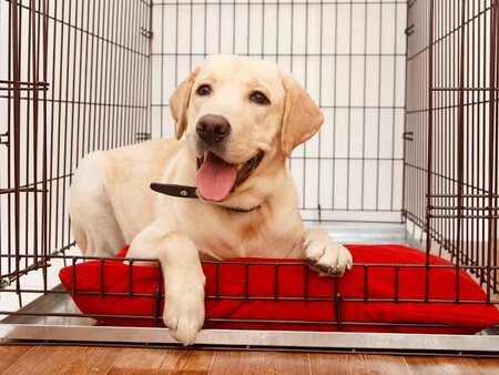 Unlocking the Benefits of Crate Training for Your Puppy