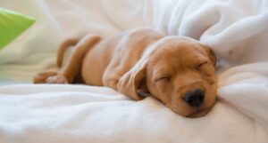 puppy sleeping at the couch