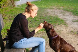 How to Stay Consistent with Training as a Busy Pet Parent