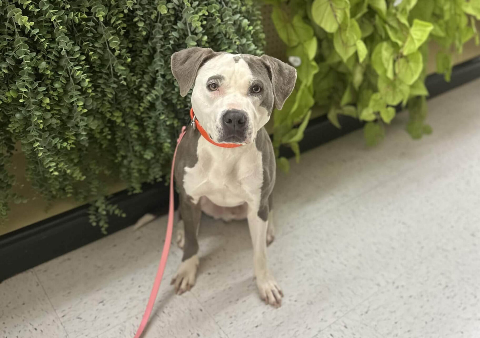 Collumibia Dogs Training Small Dogs vs. Large Dogs: What’s Different? - Columbia SC Dog ...