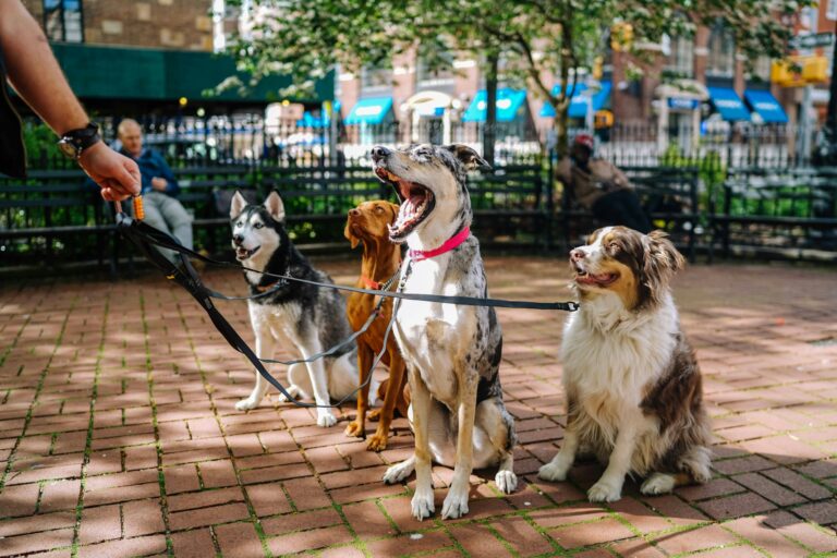 Understanding Columbia, South Carolina Leash Laws