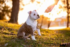 How to Build a Strong Recall from Puppyhood