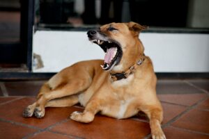 The Hidden Signs of Stress in Dogs Most Owners Miss